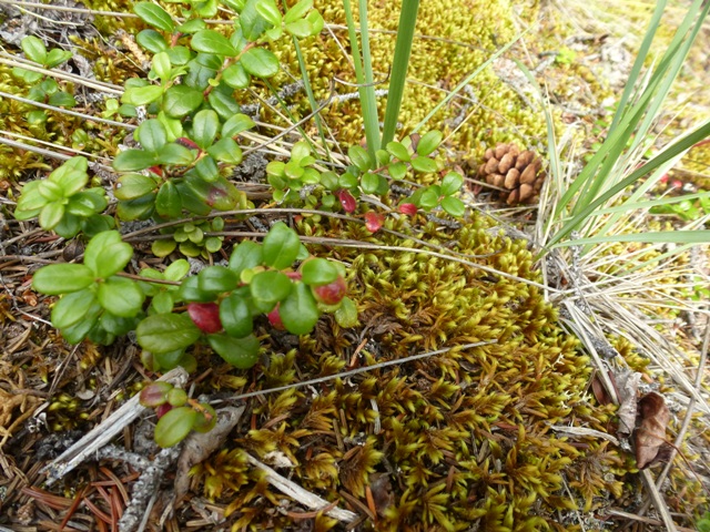 P1040471 Waldbode.JPG