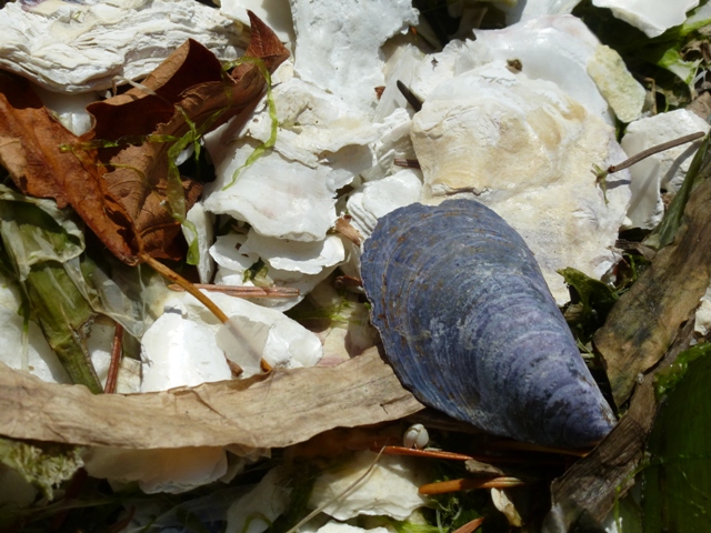 P1040867 Muscheln.JPG