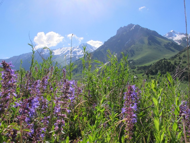 grün.JPG
